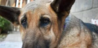 Condenan a hombre por #maltratoanimal contra la perrita Luna, acaecido en Copiapó
