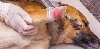 Por una navidad con sentido: regala una inscripción al curso de Primeros Auxilios para mascotas de OTEC Colmevet