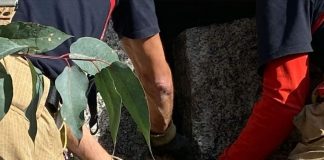 Rescatan a perro español atrapado en un muro