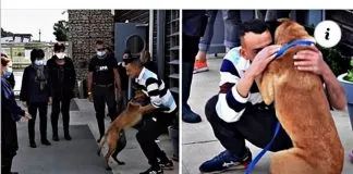 Hombre se reencuentra con su perrito perdido después de 8 meses