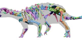 Se revela nuevo anquilosaurio que habitó la Patagonia Chilena durante el Cretácico tardío