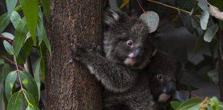 Presentan más de 250 cargos de crueldad animal contra empresas australianas acusadas de causar muerte de koalas