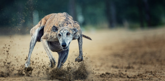 Las interrogantes jurídicas y éticas que surgen tras el proyecto de ley que busca regular las carreras de perros galgos en Chile