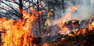 “Los seres humanos cada vez se exponen más a los incendios porque se asientan en las interfaces urbano-forestales”, explicó académico de la U. de Tarapacá