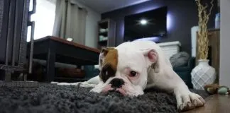 ¿Cómo saber si mi perro o gato está estresado?