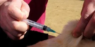 Presentan recurso de protección contra ISP por impedir uso de fármaco en medicina veterinaria
