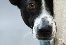 Indignación: Denuncian masivo envenenamiento de perros en la comuna de Porvenir