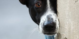 ¿Qué viene tras la aprobación, en la Comisión de Constitución, del proyecto de ley que tipifica como delito el abuso sexual a los animales?