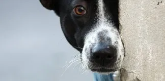 «Los problemas sociales complejos no se resuelven con atajos», afirma Fundación D y D Animal tras idea de utilizar la matanza para control poblacional