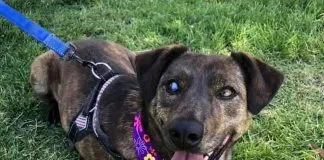 Mia, una perrita que ha vencido la muerte, hoy busca un hogar y familia responsable