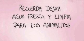 «Yo también tengo sed», la campaña de la Fundación Anastasia para dar agua a los animales en estas épocas calurosas
