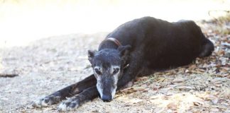 ¡Vive un verano con sentido, siendo hogar temporal de un galgo ¡