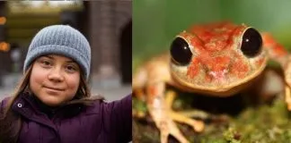 Una nueva especie de rana es bautizada en honor a Greta Thunberg