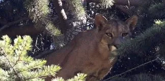 Colmevet entrega recomendaciones frente a avistamiento de Puma en la Región Metropolitana