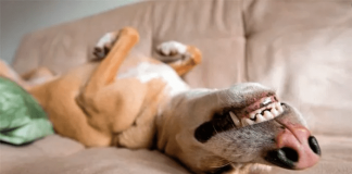 ¿Qué sueñan los perros cuando duermen?