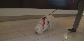 Malls & Outlets VIVO lanza campaña con los perros como protagonistas: son centros comerciales Pet friendly