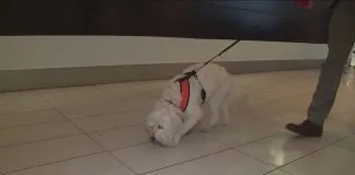 Malls & Outlets VIVO lanza campaña con los perros como protagonistas: son centros comerciales Pet friendly