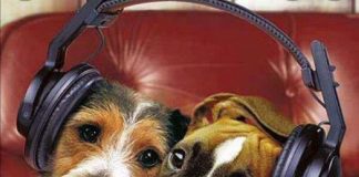 Felinos y perritos chilenos ya tienen su propia radio