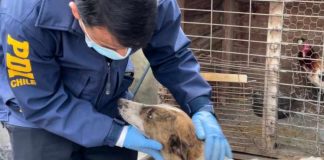 Juzgado de Garantía de Graneros declaró admisible querella por maltrato animal que afectó a 30 animales