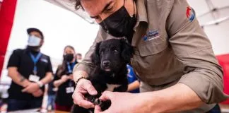 Más de 5.000 animales fueron esterilizados en Viña del Mar, a través de operativos impulsados desde la SUBDERE