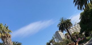 Pese a estar prohíbida la actividad, cocheros de Viña salieron a las calles de la ciudad ofreciendo su servicio este fin de semana