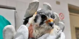 30 animales han sido liberados en los últimos meses tras ser rehabilitados en Centro de Rescate de la UdeC