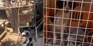Detienen a sujeto que mantenía a 13 canes viviendo bajo deplorables condiciones en #Conchalí