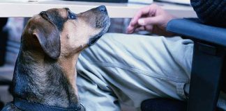 Aprueban custodia compartida de animales de compañía si hay divorcio en España: «Son seres dotados de sensibilidad. No cosas»