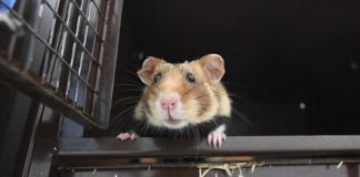 Hong Kong sacrificará hámsters tras detectar casos de COVID-19 en animales de compañía