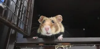 Hong Kong sacrificará hámsters tras detectar casos de COVID-19 en animales de compañía
