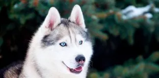 Decretan sobreseimiento de tenedora de perrita, asesinada por entrar a terreno de su vecino, acusada de daños a terceros