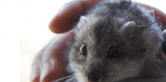 Colmevet llama a mantener la calma por posible transmisión de Covid 19 de hamsters a humanos