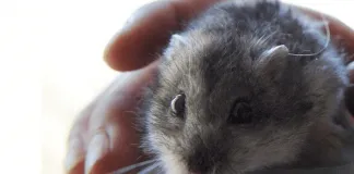 Colmevet llama a mantener la calma por posible transmisión de Covid 19 de hamsters a humanos