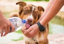 Tu perro sabe cuándo estás triste y cuándo tienes miedo: así es como su cerebro distingue nuestras emociones, según nueva investigación