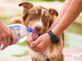 Tu perro sabe cuándo estás triste y cuándo tienes miedo: así es como su cerebro distingue nuestras emociones, según nueva investigación