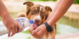Cuidados para evitar que los perros sufran con el calor