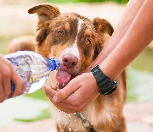 Tu perro sabe cuándo estás triste y cuándo tienes miedo: así es como su cerebro distingue nuestras emociones, según nueva investigación