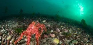 Científicos confirman comportamiento caníbal de juveniles de centollas en la naturaleza