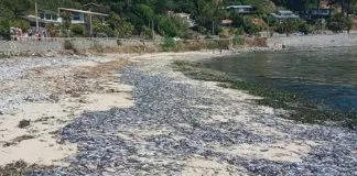 ¿Qué causó la varazón de miles de ejemplares de sardina, pejerrey y anchoveta en la playa de Coliumo de la región del Biobío?