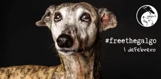 Hacen llamado a prohibir las carreras de perros galgos en Chile