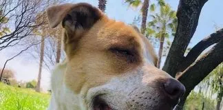 Buenas noticias: 5 canes y dos gatos de PROANI San Miguel encontraron un hogar durante enero