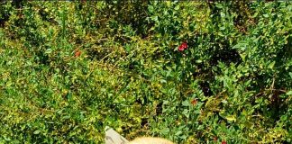 Hermosa perrita rescatada desde la carretera, hoy busca un hogar y familia responsable