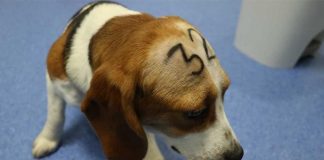 Abogados animalistas piden al juez que paralice el sacrificio de los perros beagle en Barcelona