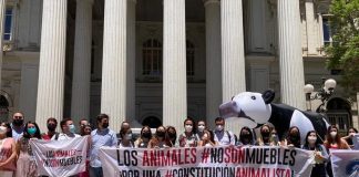 Iniciativa Popular de Norma N.º 1.650 «No Son Muebles» logra ser la propuesta animalista más votada por la ciudadanía