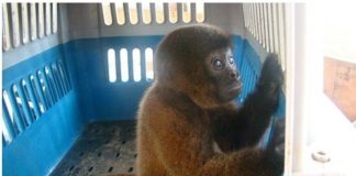 Corte Constitucional de Ecuador reconoce a los animales como sujetos de derecho