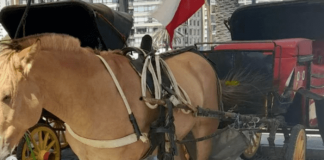 Denuncian que ex cocheros de Viña tienen amarradas las patas de sus equinos, en una nueva manifestación para pedir el regreso de la actividad