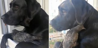 Paloma herida es protegida por curiosa perrita