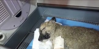 Hombre rescata a 63 cachorros abandonados en una carretera de Erzurum, Turquía