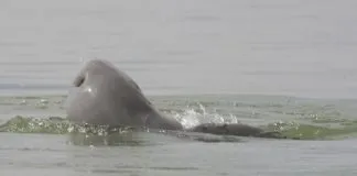 Muere el último ejemplar de delfín de agua dulce que habitaba al norte de Camboya