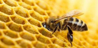 Investigan la muerte de más de 100 colmenas de abejas, a causa de una fumigación